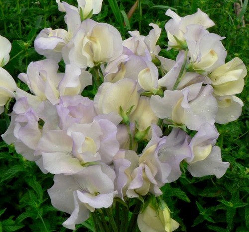 Lathyrus odoratus 'Old Times'