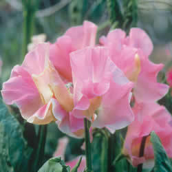 Lathyrus odoratus 'Alan Titchmarsch' / 'Pink Panther' / 'Nor'