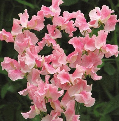 Lathyrus odoratus 'Alan Titchmarsch' / 'Pink Panther' / 'Nor'