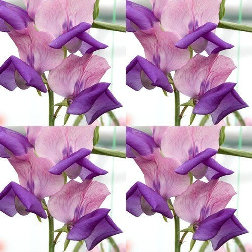 Lathyrus odoratus 'Erewhon'