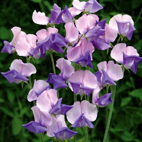Lathyrus odoratus 'Erewhon'