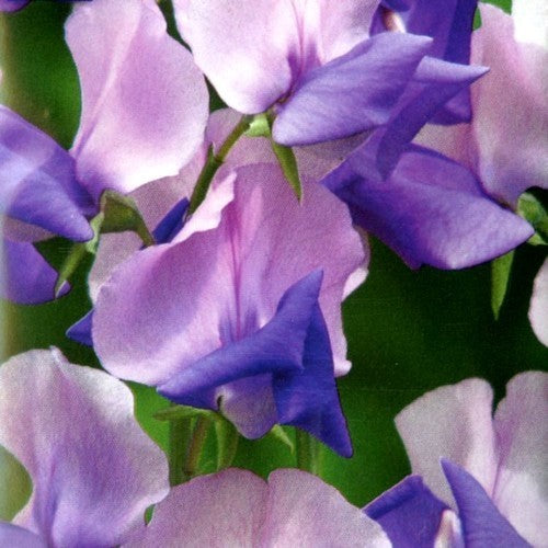 Lathyrus odoratus 'Erewhon'