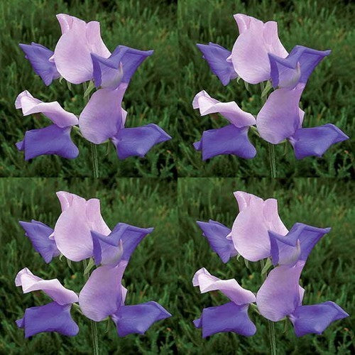 Lathyrus odoratus 'Erewhon'