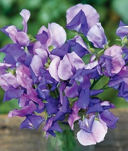 Lathyrus odoratus 'Erewhon'