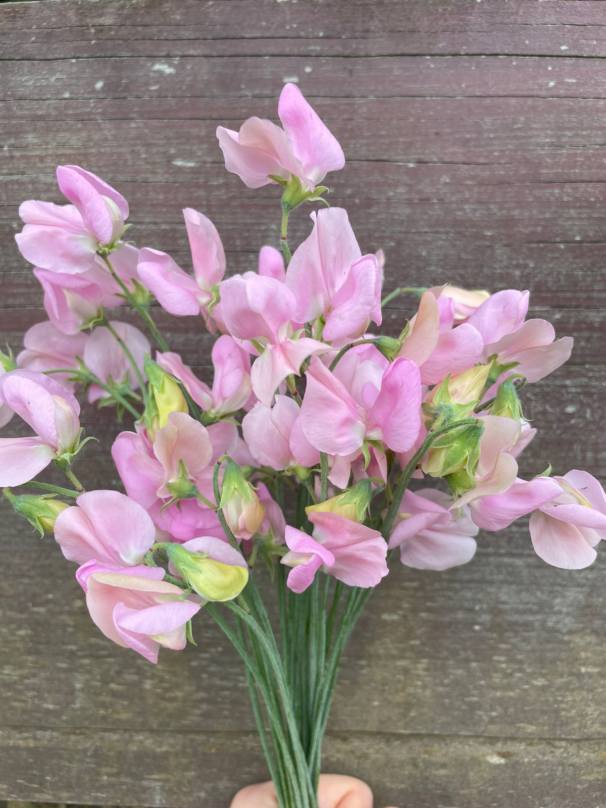Lathyrus odoratus 'Janet Scott'
