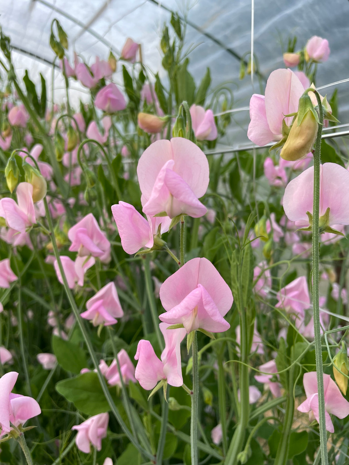 Lathyrus odoratus 'Janet Scott'