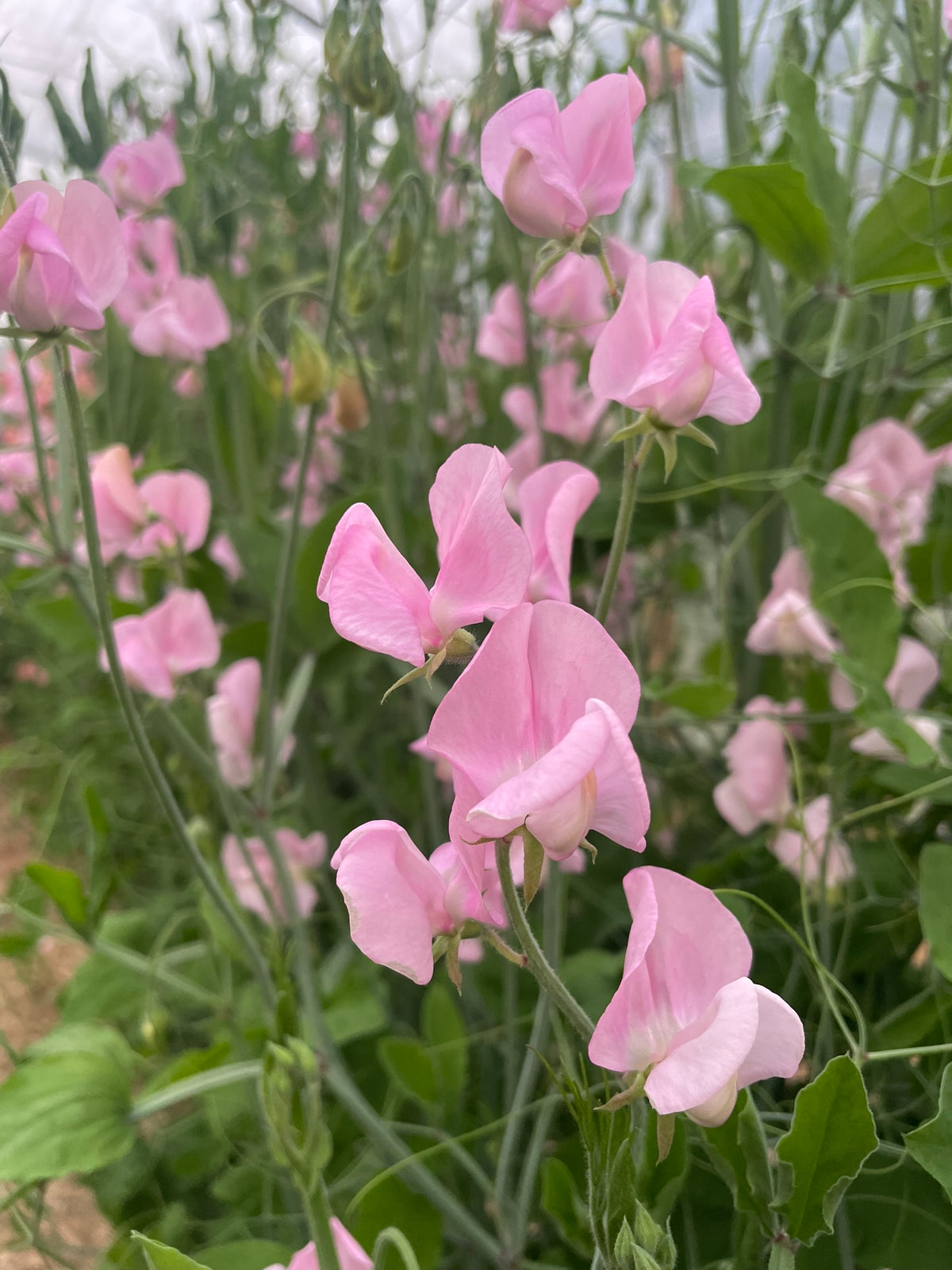 Lathyrus odoratus 'Janet Scott'