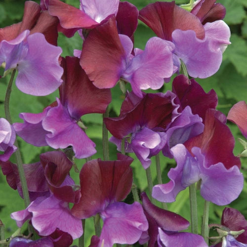 Lathyrus odoratus 'Purple Pimpernel'