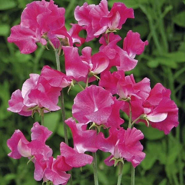 Lathyrus odoratus 'Robert Uvedale'