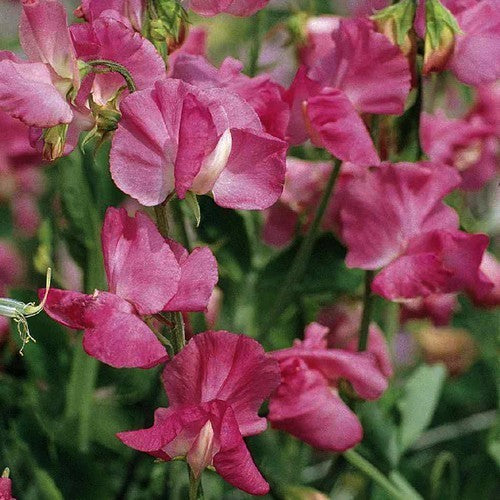 Lathyrus odoratus 'Royal Rose' / 'Geranium Pink'