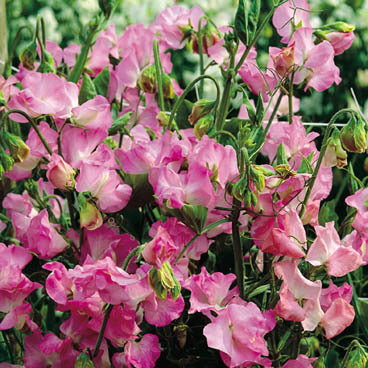 Lathyrus odoratus 'Royal Rose' / 'Geranium Pink'