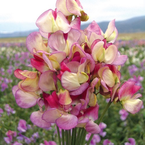 Lathyrus odoratus 'Spanish Dancer'