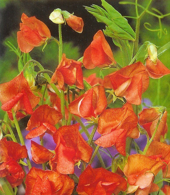 Lathyrus odoratus 'Prince of Orange'