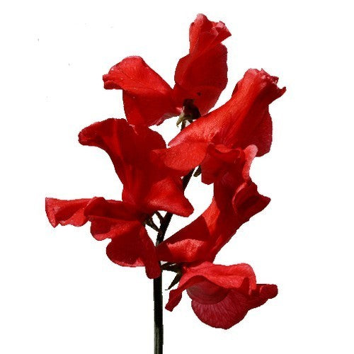 Lathyrus odoratus 'Royal Rood' / 'Red Ensign'