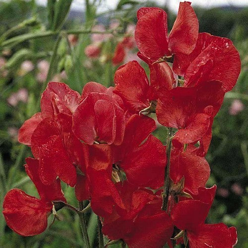 Lathyrus odoratus 'Royal Rood' / 'Red Ensign'