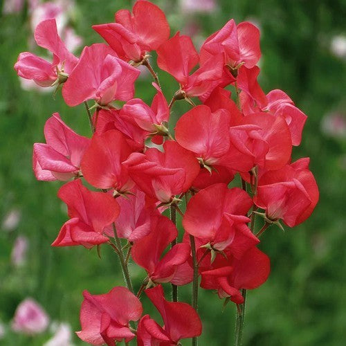 Lathyrus odoratus 'Nightingale'