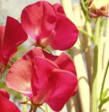 Lathyrus odoratus 'Nightingale'