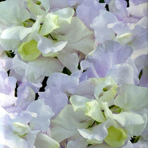 Lathyrus odoratus 'Arthur Hellyer'