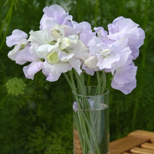 Lathyrus odoratus 'Arthur Hellyer'