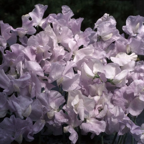 Lathyrus odoratus 'Arthur Hellyer'