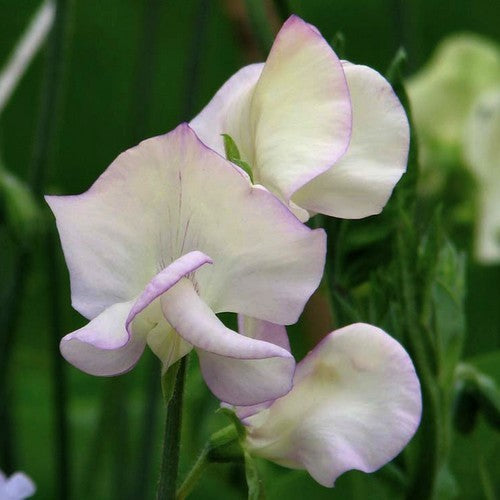 Lathyrus odoratus 'Hi Scent' / 'High Scent'