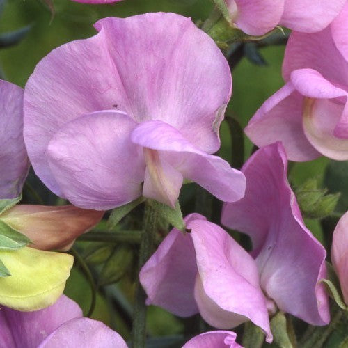 Lathyrus odoratus 'Lavender' (Royal-Type)