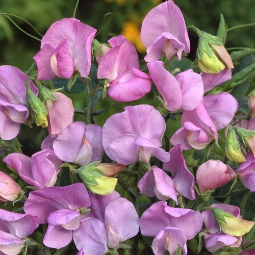 Lathyrus odoratus 'Lavender' (Royal-Type)