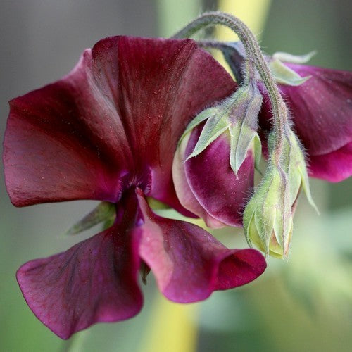 Lathyrus odoratus 'Zorjia Rose'