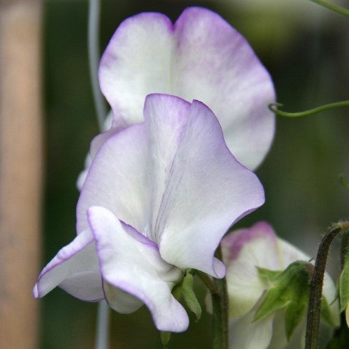 Lathyrus odoratus 'Albutt Blue' / 'Butterfly'