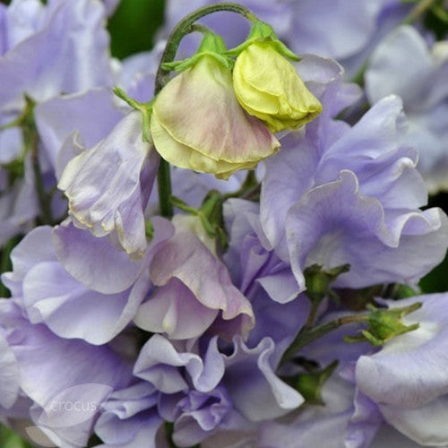 Lathyrus odoratus 'Charlie'S Angel''