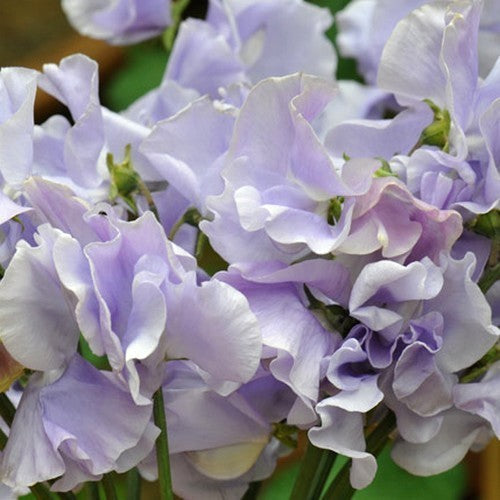 Lathyrus odoratus 'Charlie'S Angel''