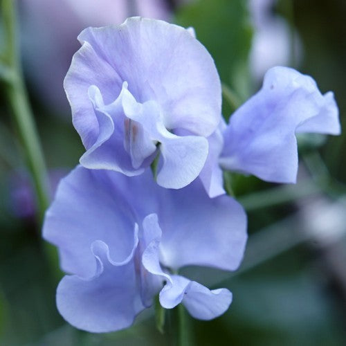 Lathyrus odoratus 'Charlie'S Angel''