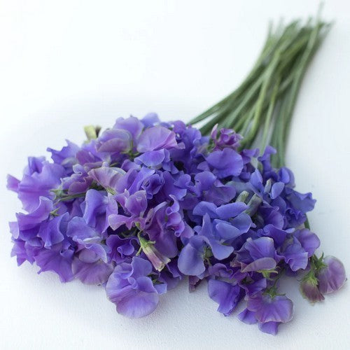 Lathyrus odoratus 'Noel Sutton'