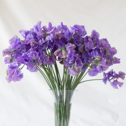 Lathyrus odoratus 'Noel Sutton'