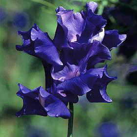 Lathyrus odoratus 'King Size Navy Blue' / 'Mammoth Navy Blue'