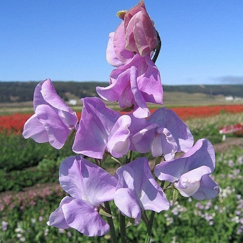 Lathyrus odoratus 'Leamington'