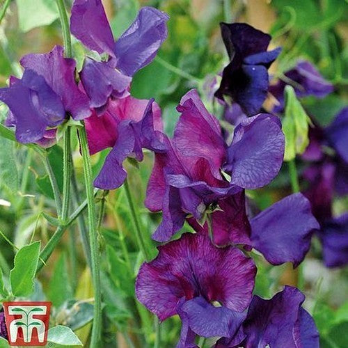 Lathyrus odoratus 'Blue Velvet' / 'Flagship'