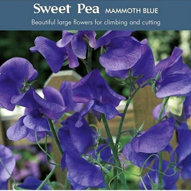 Lathyrus odoratus 'Mammoth Blue'
