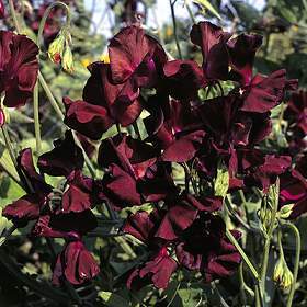 Lathyrus odoratus 'Beaujolais'