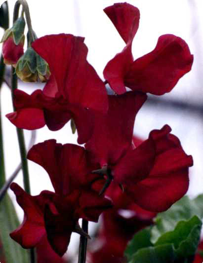 Lathyrus odoratus 'Burnished Bronze' / 'Windsor' / 'Midnight'