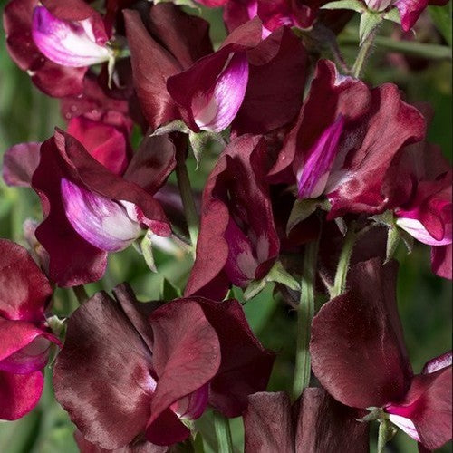 Lathyrus odoratus 'Burgundy' (Elegance-Type)