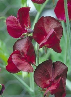 Lathyrus odoratus 'Royal Maroon'