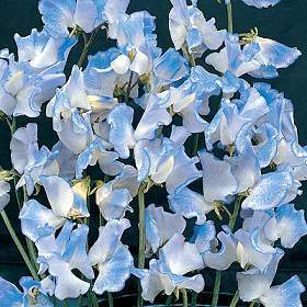 Lathyrus odoratus 'Blue Ripple'