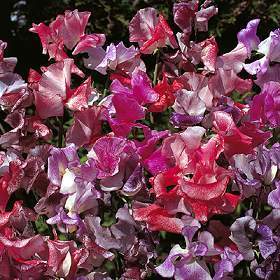 Lathyrus odoratus 'Fragrant Ripples' / 'Ripple Mixed'