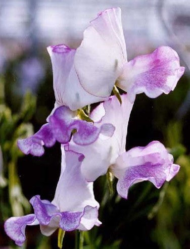 Lathyrus odoratus 'Lilac Ripple' / 'Purple Streamer'