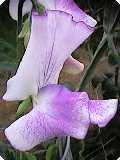 Lathyrus odoratus 'Lilac Ripple' / 'Purple Streamer'