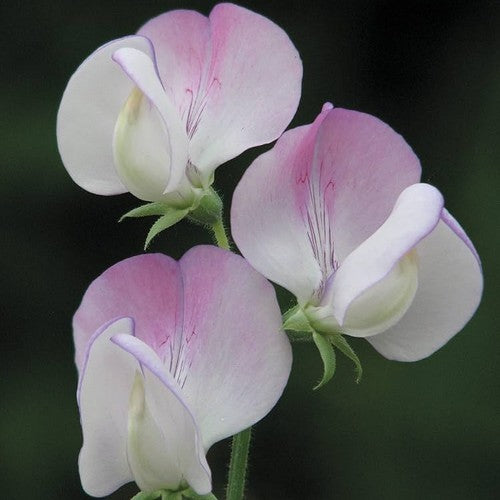 Sweet Pea 'Teresa Maureen'