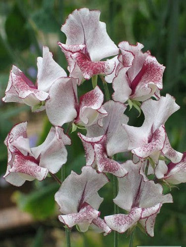 Lathyrus odoratus 'Wiltshire Ripple'