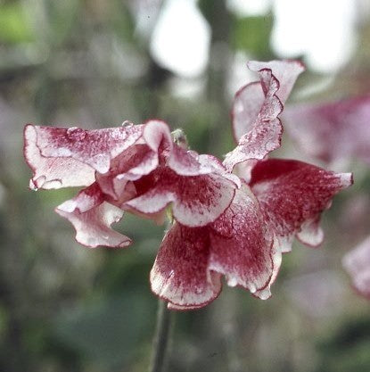 Lathyrus odoratus 'Wiltshire Ripple'