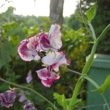 Lathyrus odoratus 'Wiltshire Ripple'